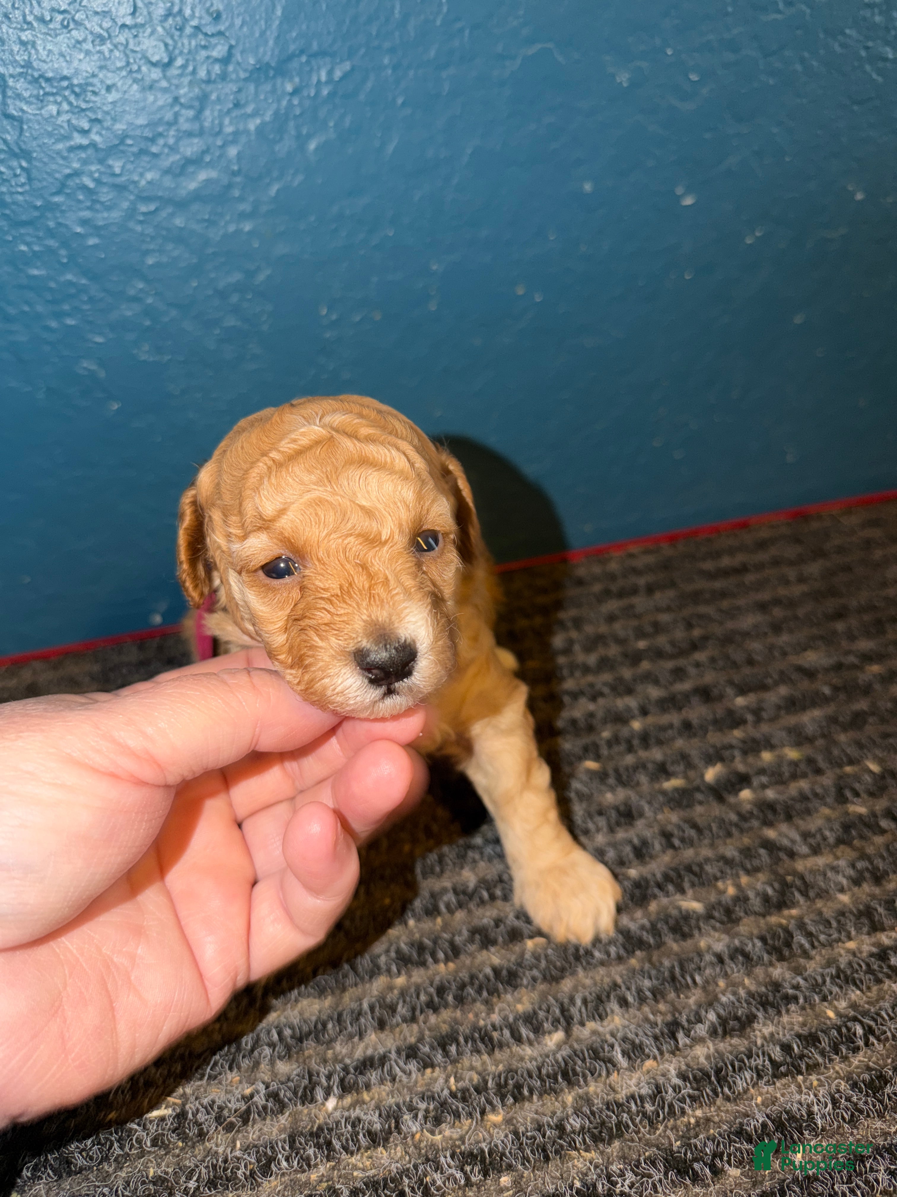 Miniature Poodle dogs AKC Miniature Poodle Puppy Red - Ad 9