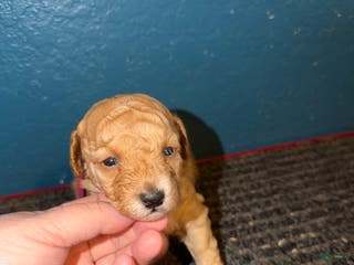 Miniature Poodle dogs AKC Miniature Poodle Puppy Red - Ad 9