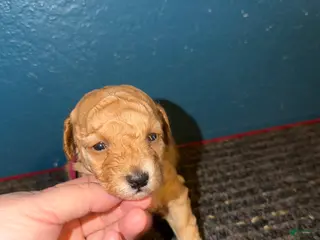 Miniature Poodle dogs AKC Miniature Poodle Puppy Red - Ad 7