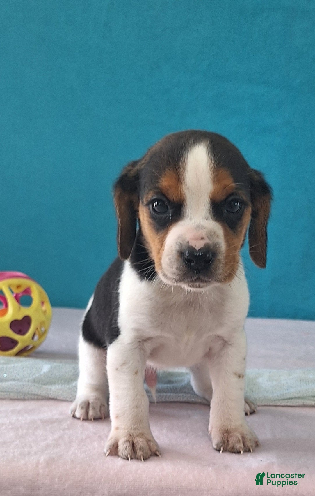 Beagle dogs drew - Ad 1