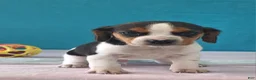 Beagle dogs for sale: drew - Ad 1