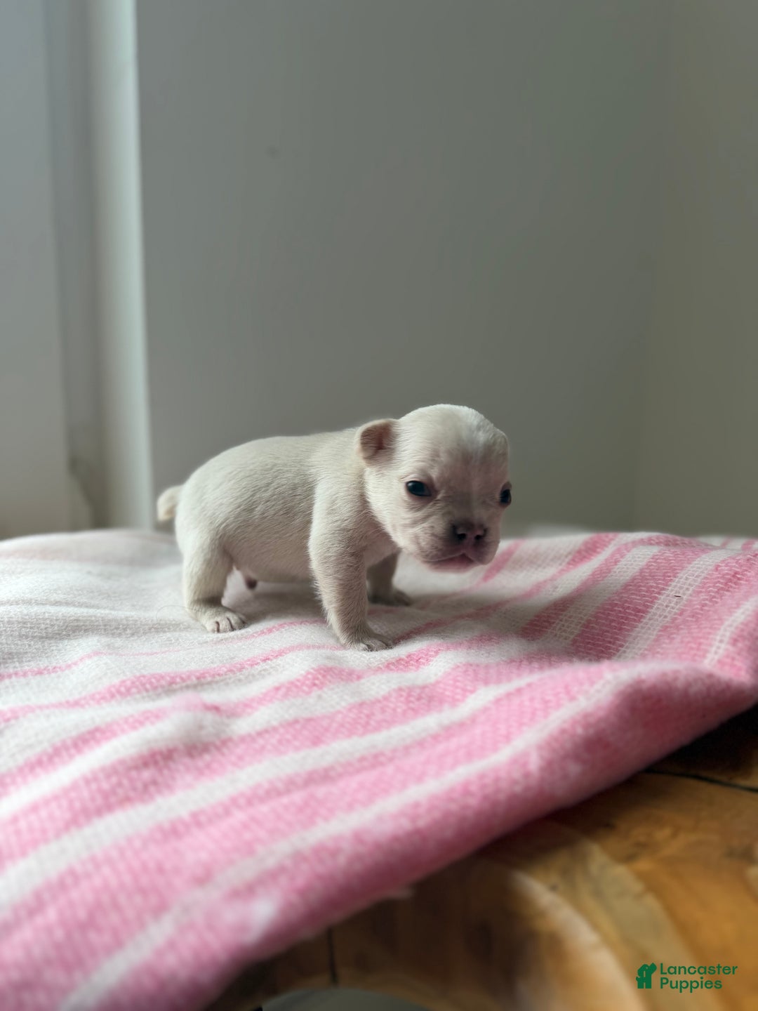 French Bulldog dogs for sale: Ice - Ad 3