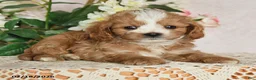 Cavapoo dogs for sale: Kalvin - Ad 2