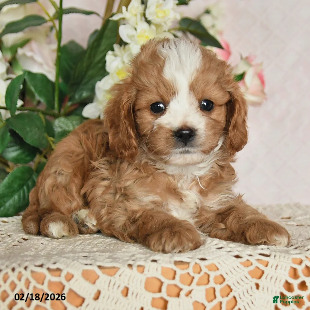 Cavapoo dogs for sale: Kalvin - Ad 2