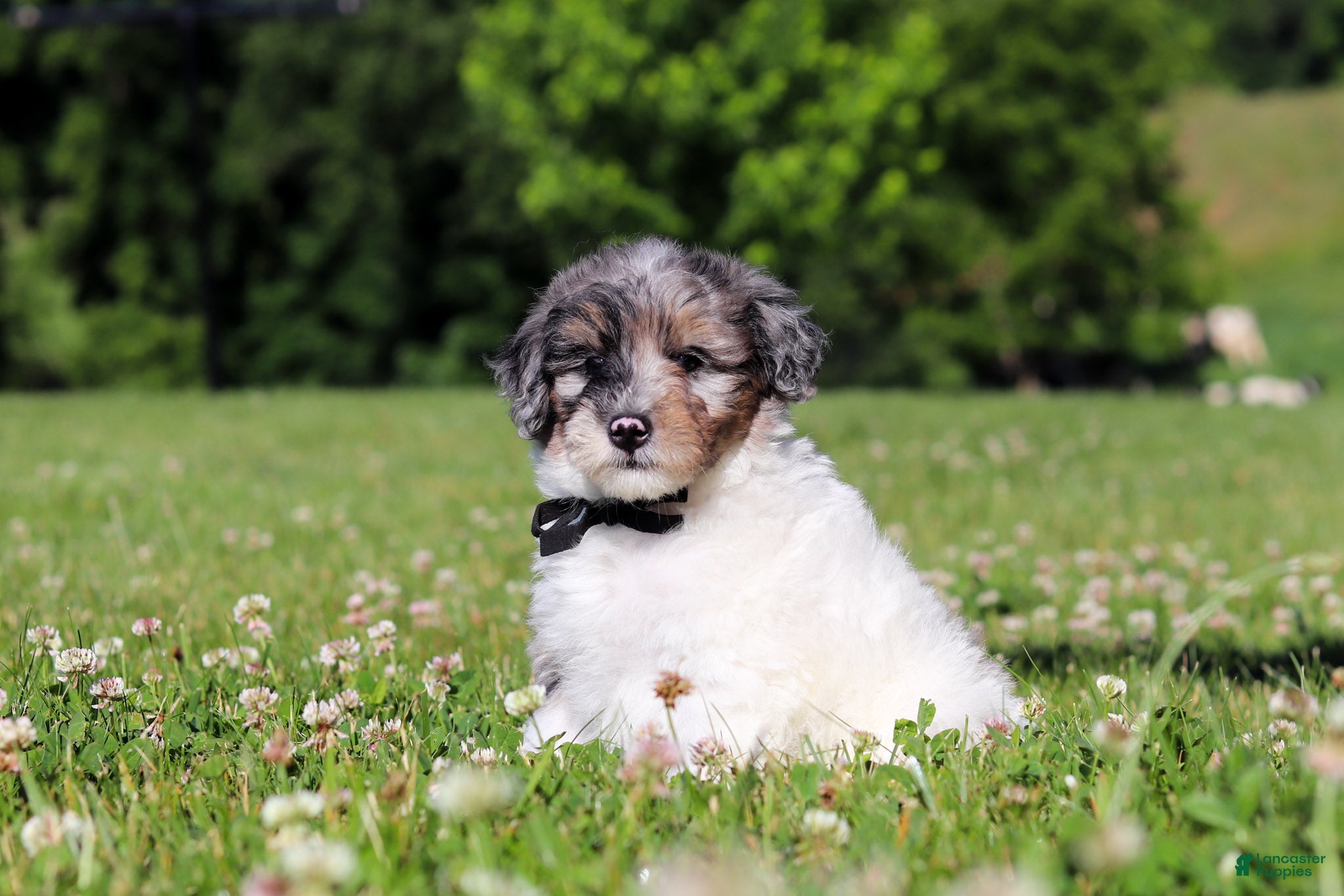 Mini Bernedoodle dogs Dannie - Ad 2