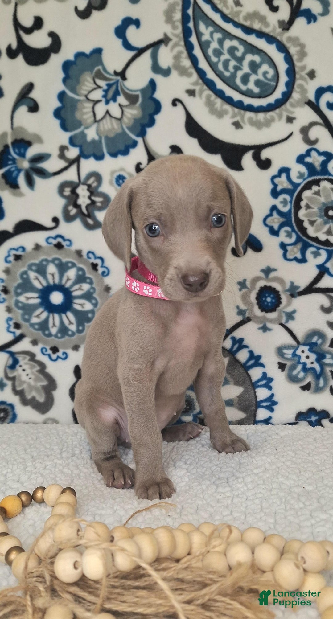 Weimaraner dogs for sale: Diamond - Ad 8