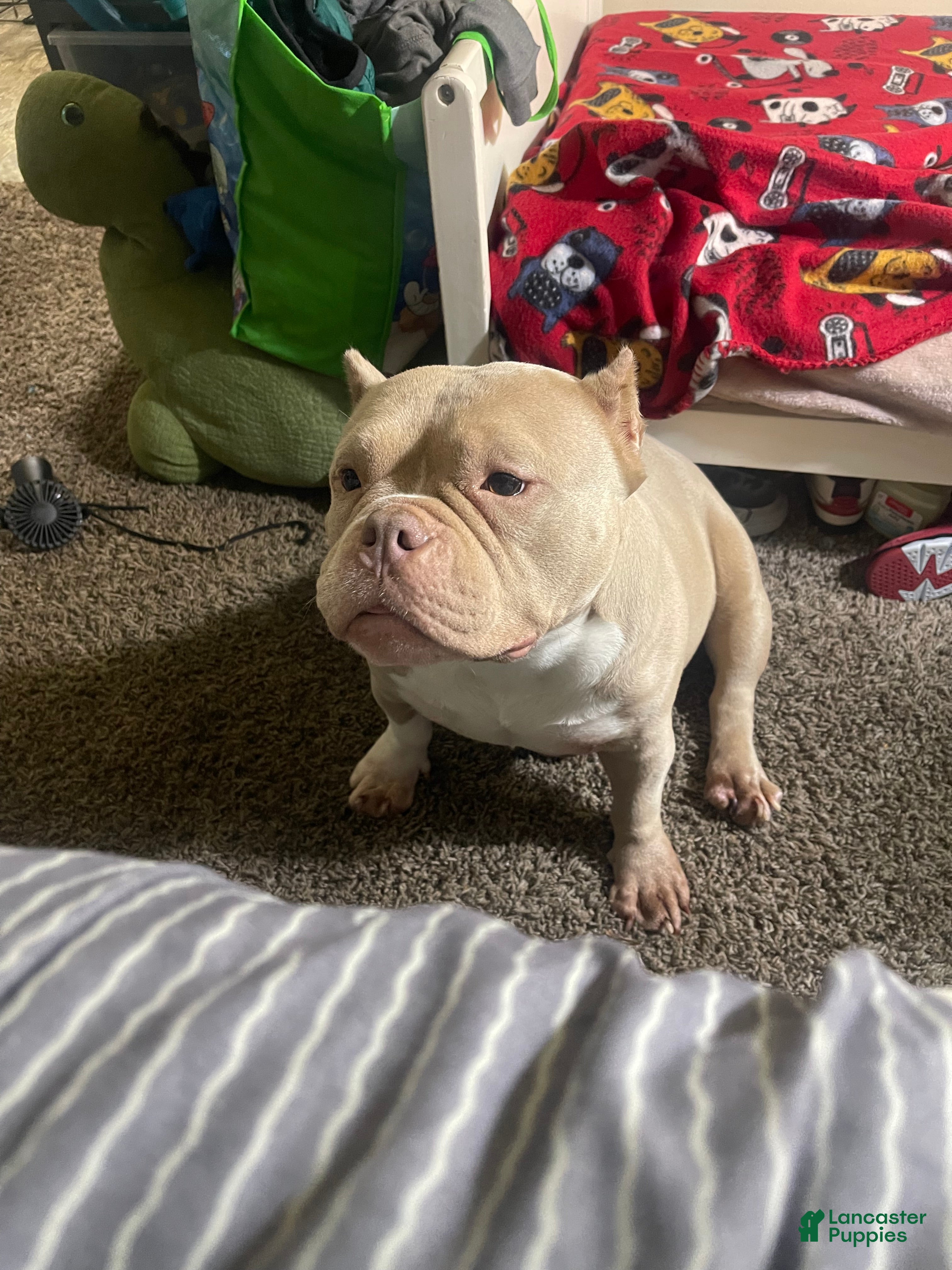 American Bully dogs American Bully Puppy 1 - Ad 36