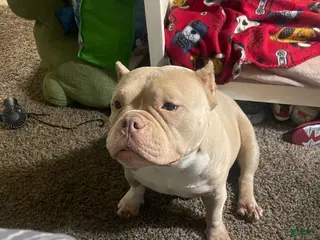 American Bully dogs American Bully Puppy 1 - Ad 36