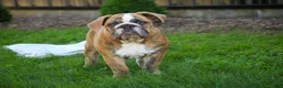 English Bulldog dogs for sale: Delsie English Bulldog leash trained and crate training in progress - Ad 6