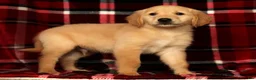 Golden Retriever dogs for sale: Rusty - Ad 4