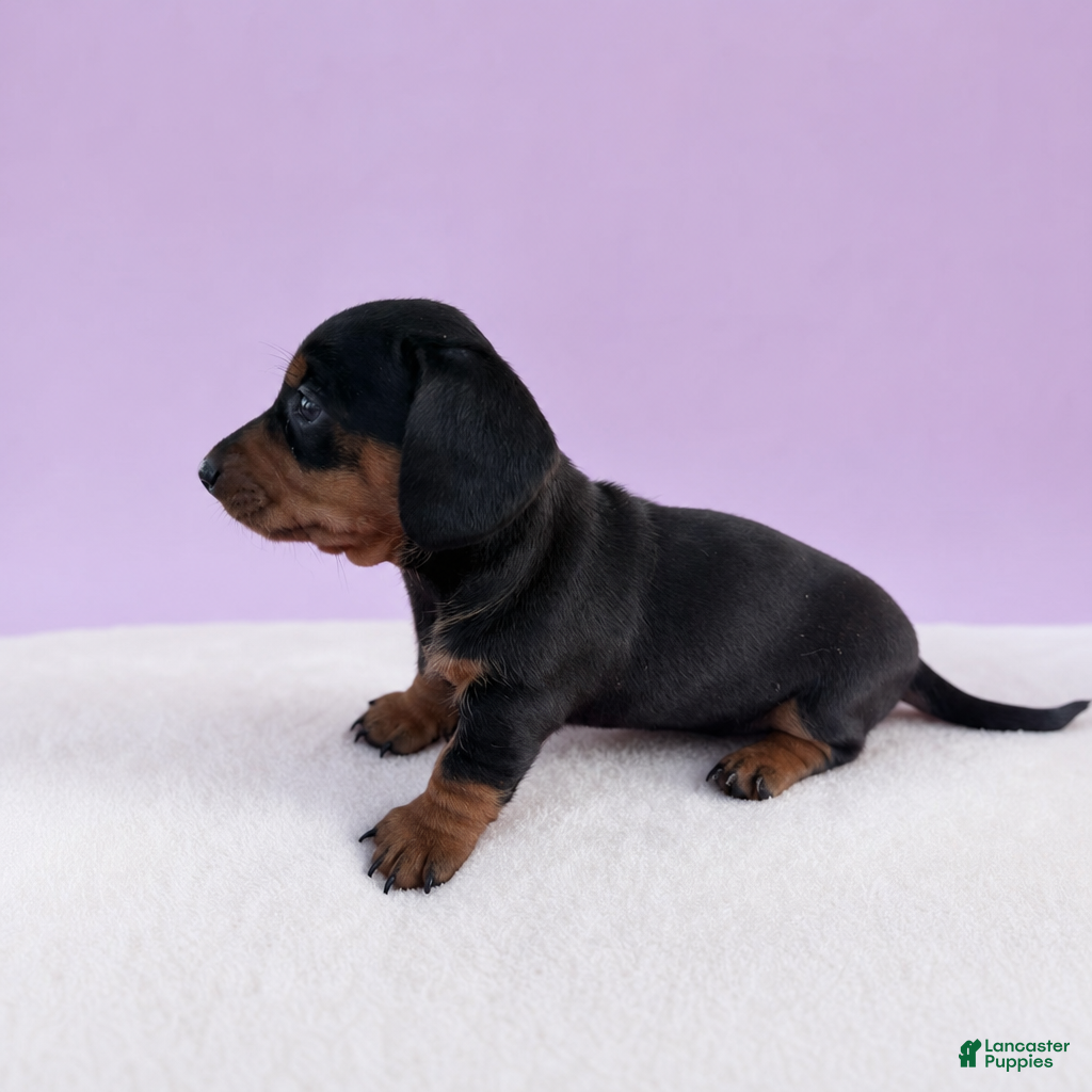 Miniature Dachshund dogs Maranda - Ad 2