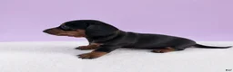 Miniature Dachshund dogs for sale: Maranda - Ad 2