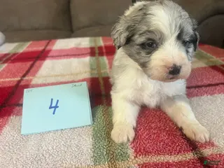 Mini Aussiedoodle dogs JAZZ 5 - Ad 2