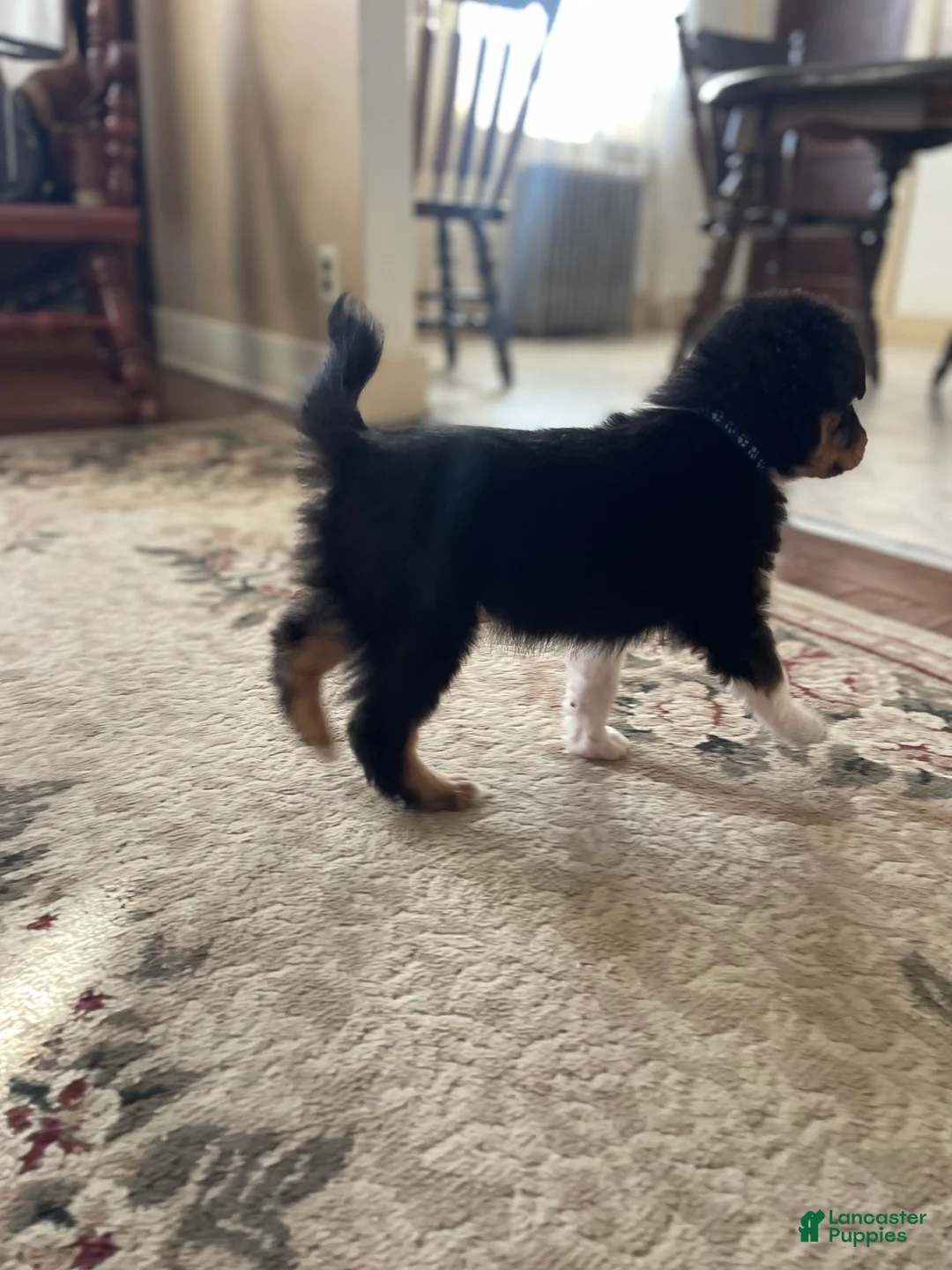 Australian Shepherd dogs for sale: Archer - Ad 14