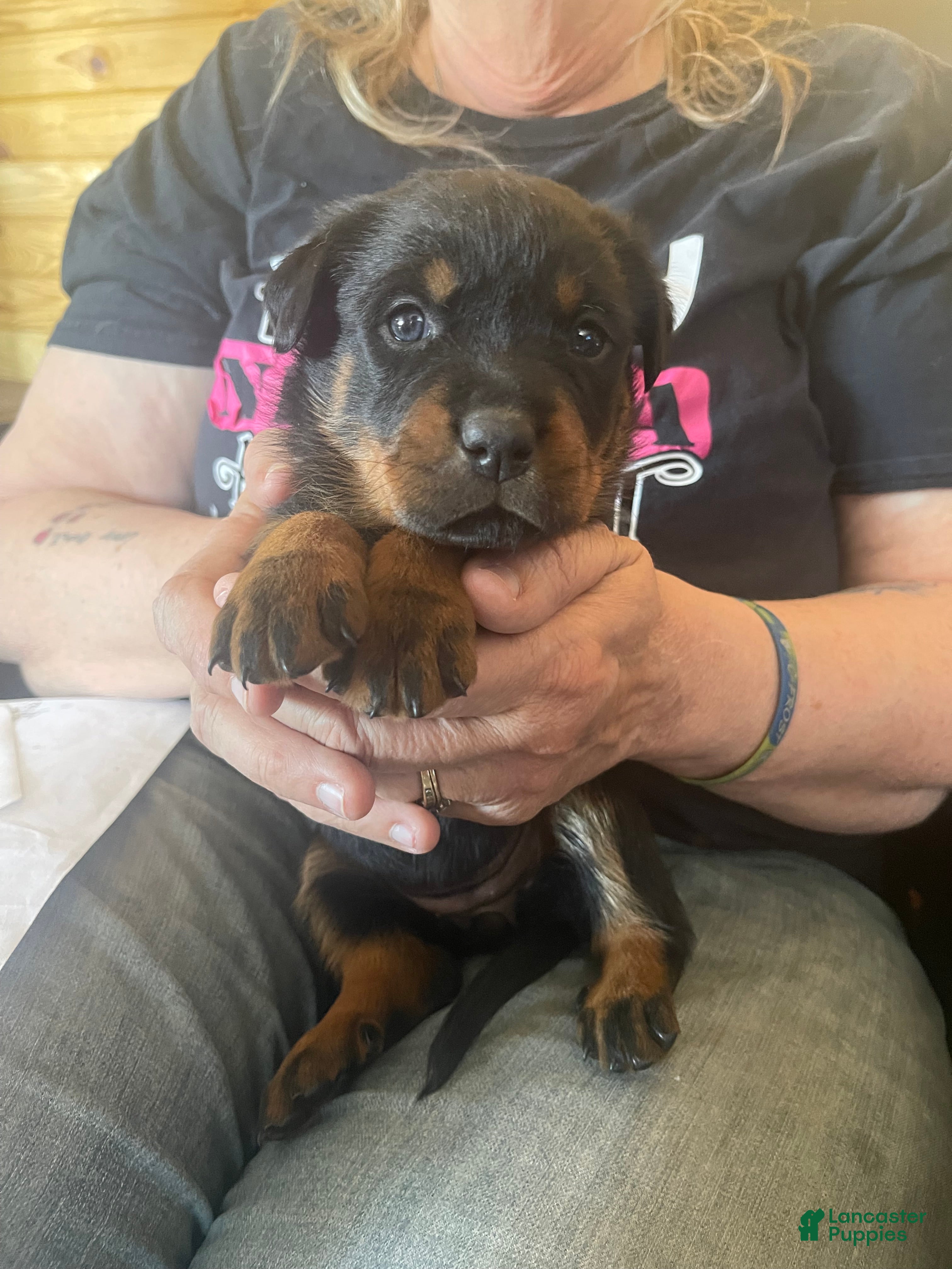Rottweiler dogs Rottweiler Puppy 6 Corah - Ad 2