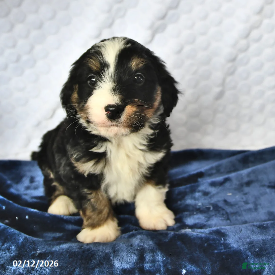 Mini Bernedoodle dogs for sale: Zach - Ad 2