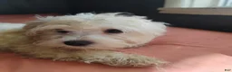 Mixed Breed dogs for sale: Mixed Breed 2 - Ad 2