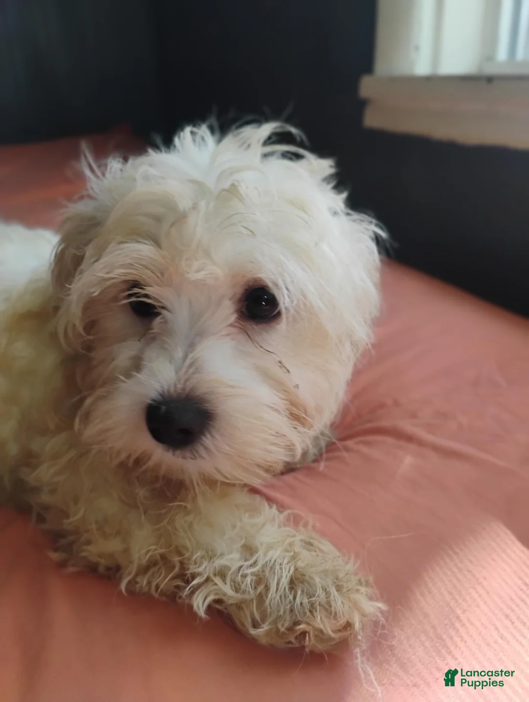 Mixed Breed dogs for sale: Mixed Breed 2 - Ad 2