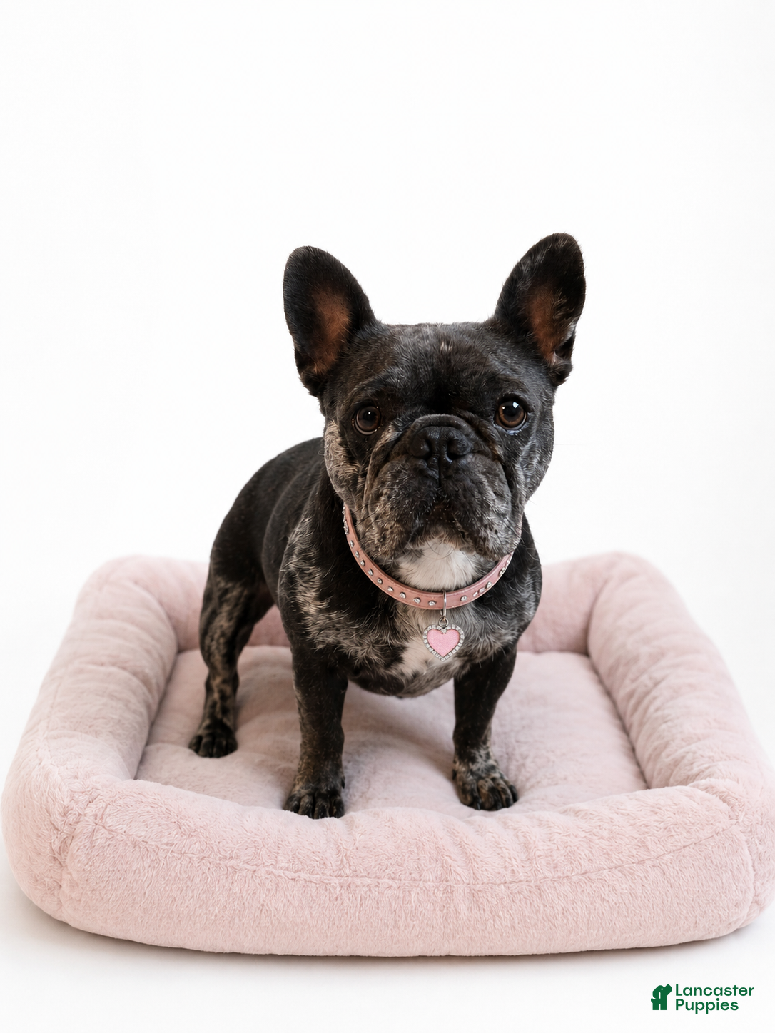 French Bulldog dogs for sale: Athena - Ad 7