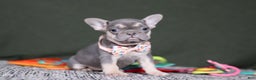 French Bulldog dogs for sale: Cora - Ad 7