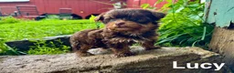 Yorkshire Terrier dogs for sale: Lucy - Ad 1