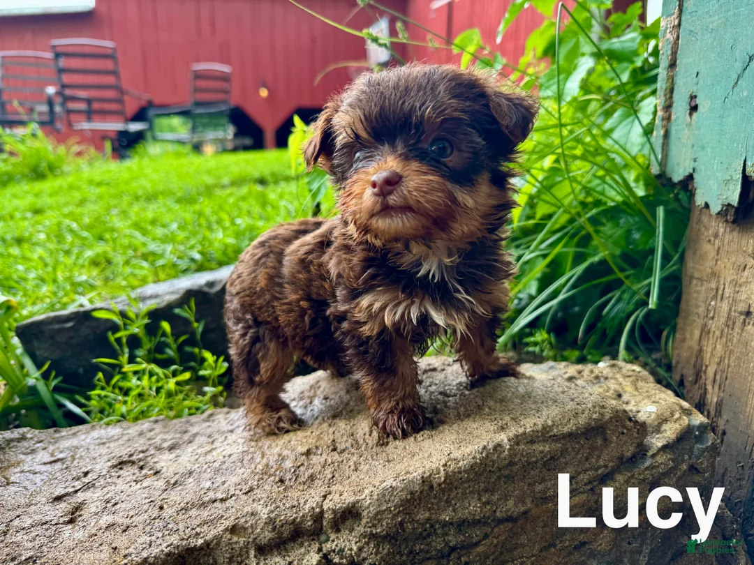 Yorkshire Terrier dogs for sale: Lucy - Ad 1