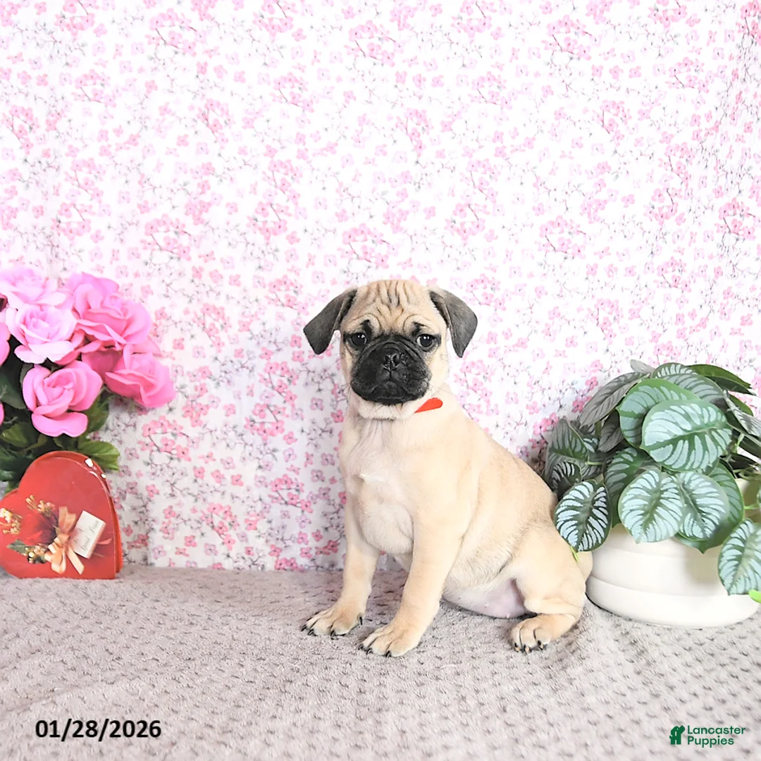 Pug dogs for sale: Lulu - Ad 1