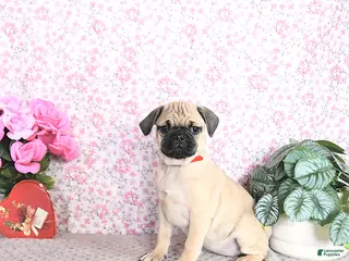 Pug dogs Lulu - Ad 8