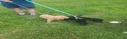Standard Poodle dogs for sale: Lily - Ad 5