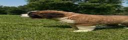 Saint Bernard dogs for sale: Brandy - Ad 4