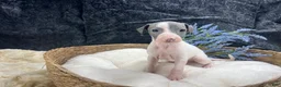 Italian Greyhound dogs for sale: Italian Greyhound 1 - Ad 3