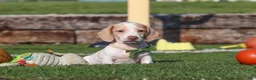 Miniature Dachshund dogs for sale: Jackson - Ad 7