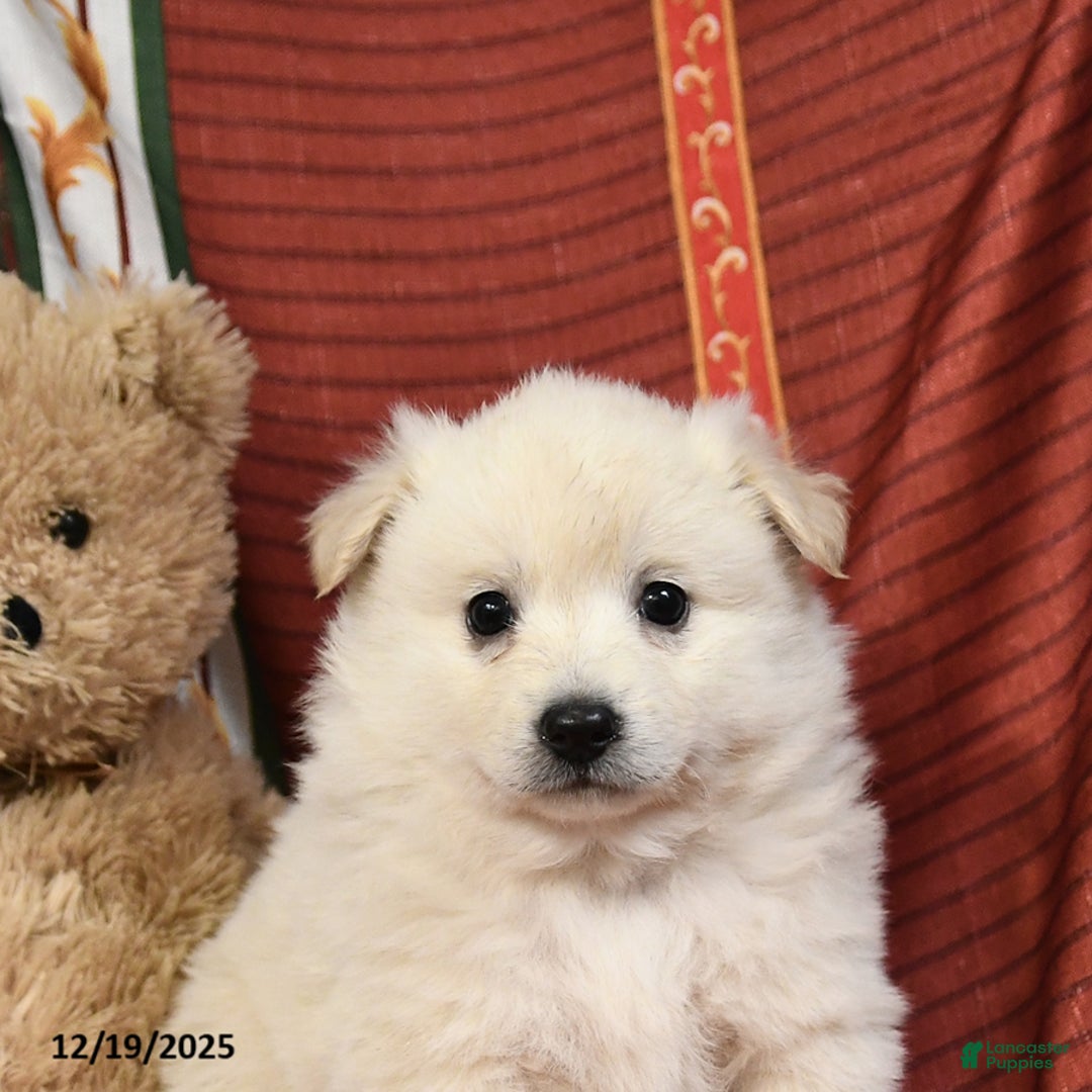 American Eskimo dogs for sale: Edward - Ad 4