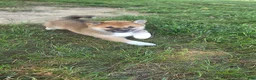 Shiba Inu dogs for sale: Patriot - Ad 10