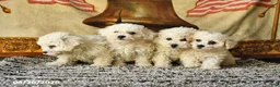 Bichon Frise dogs for sale: Atlas - Ad 5