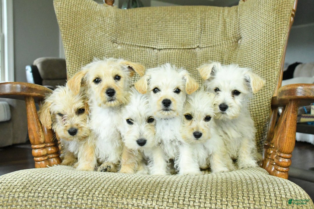 Mixed Breed dogs for sale: Dawn - Ad 3