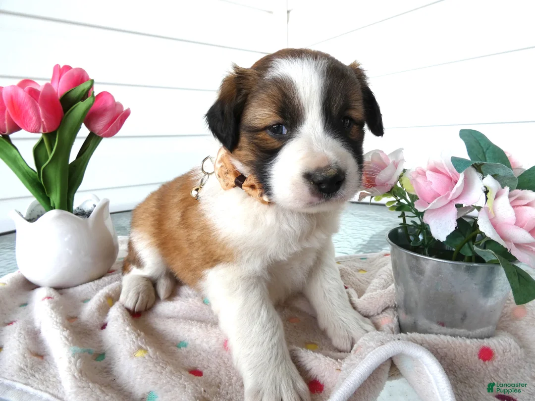 Border Collie dogs for sale: Border Collie Puppy 3 Bucky - Ad 2