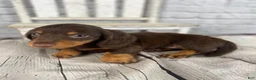 Miniature Dachshund dogs for sale: Bonnie - Ad 8