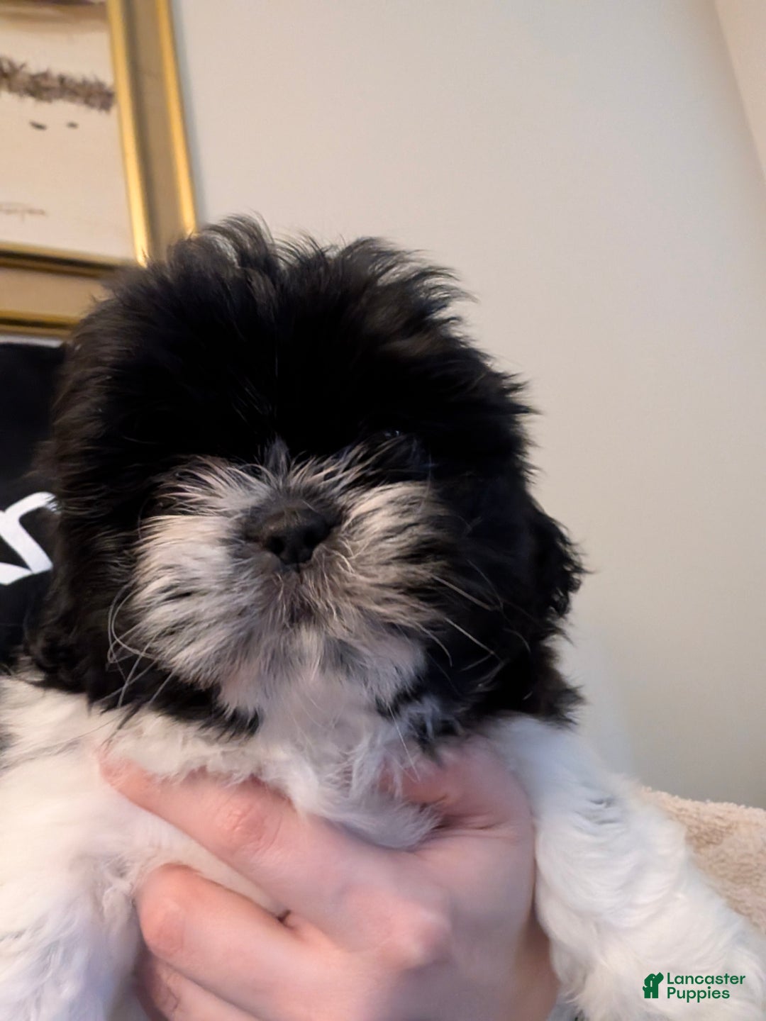Shih Tzu dogs for sale: Shih Tzu Puppy 3 - Ad 4