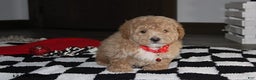 Bichpoo dogs for sale: Sammy - Ad 4