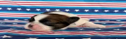 Shih Tzu dogs for sale: Queenie Shih Tzu  - Ad 4