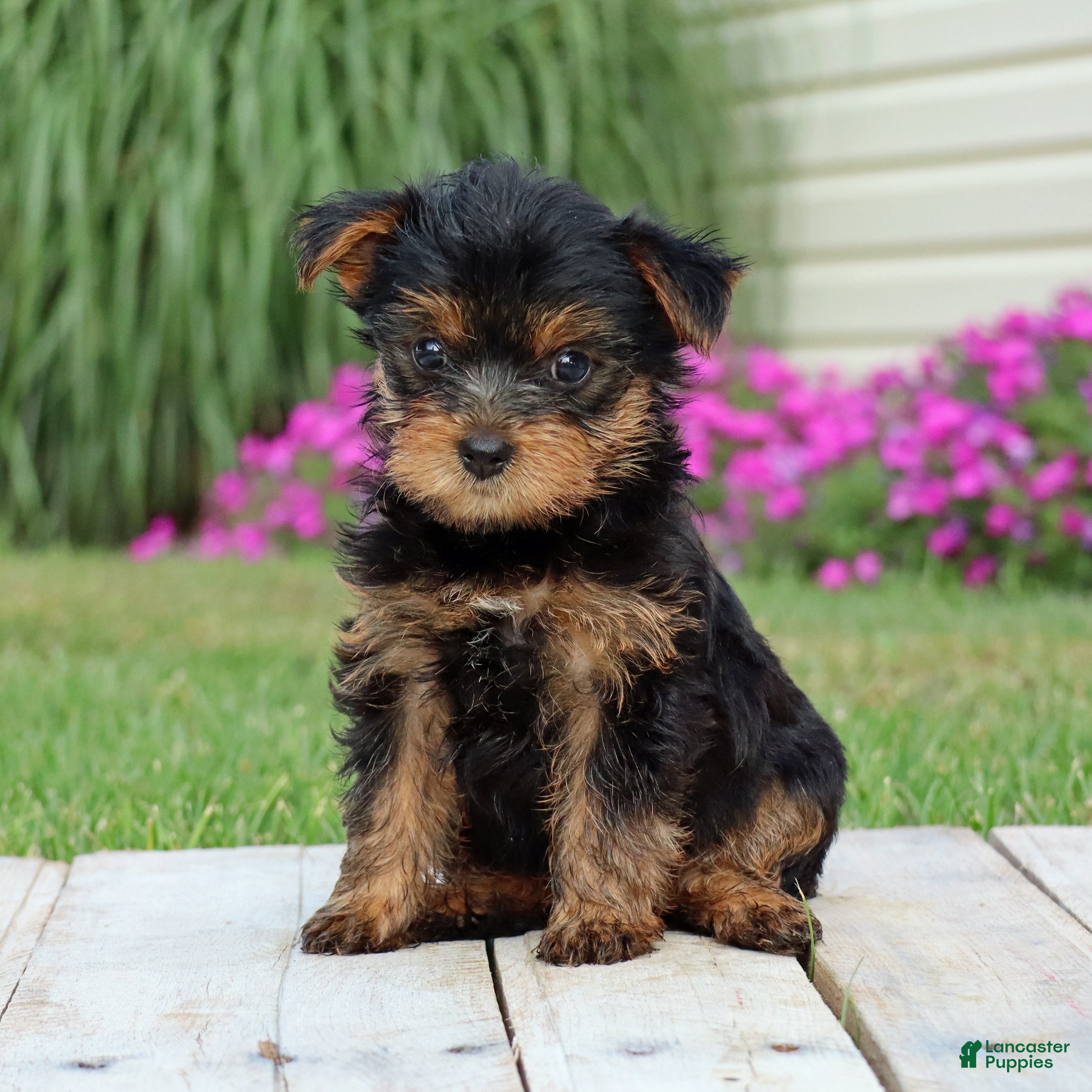 Yorkshire Terrier dogs Java - Ad 1