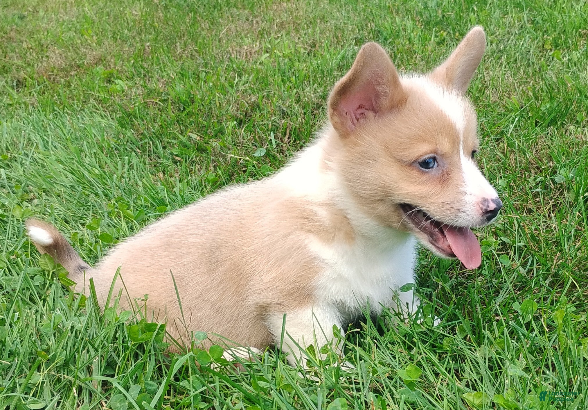 Welsh Corgi Pembroke dogs Everest  - Ad 1