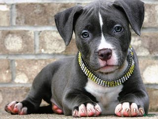 American Bully dogs SNOOP DOGG - Ad 9