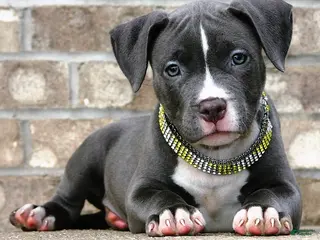American Bully dogs SNOOP DOGG - Ad 40