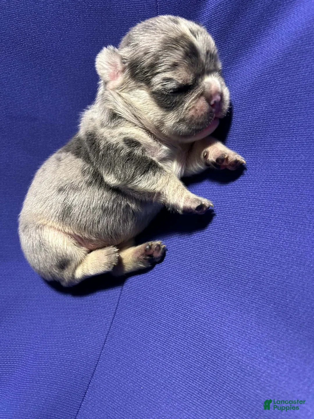 French Bulldog dogs for sale: French Bulldog 2 - Ad 2