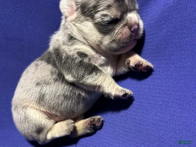 French Bulldog dogs for sale: French Bulldog 2 - Ad 2