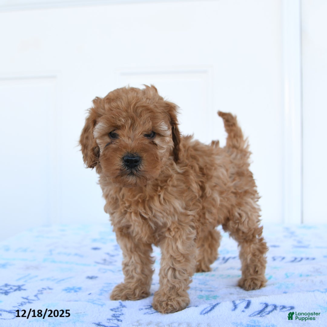 Miniature Poodle dogs for sale: Piper - Ad 2
