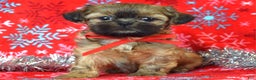 Shih Tzu dogs for sale: Peanut - Ad 5