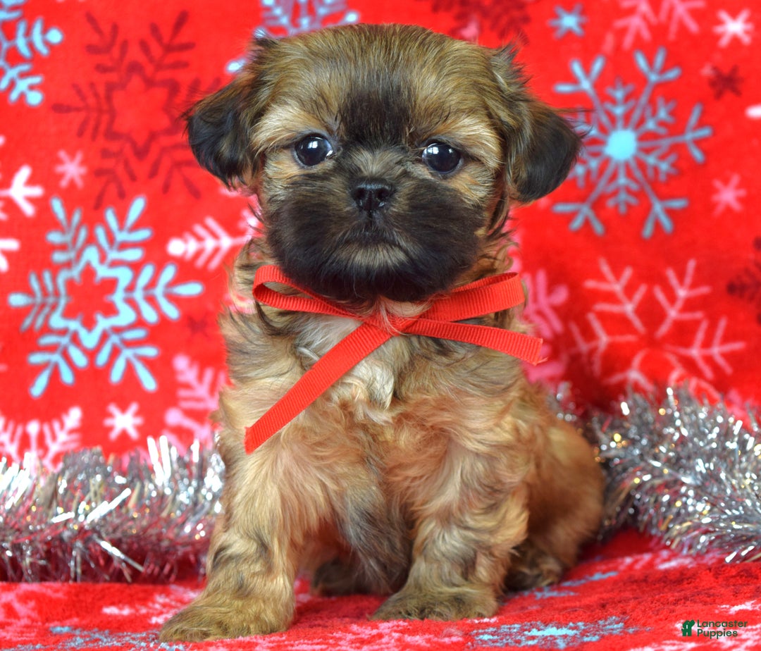 Shih Tzu dogs for sale: Peanut - Ad 5